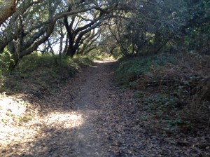 wildcat canyon trail 006