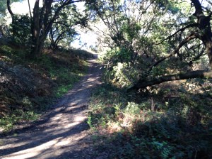 wildcat canyon trail 008