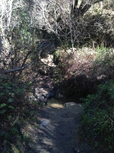 wildcat canyon trail 011