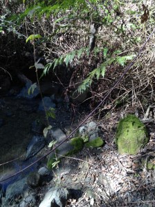 wildcat canyon trail 013