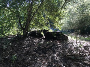 wildcat canyon trail 017