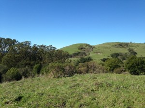 wildcat canyon trail 018