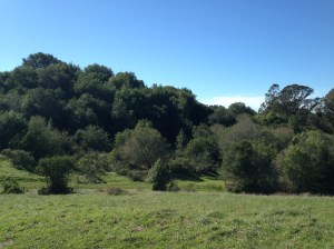 wildcat canyon trail 019