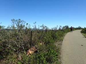 wildcat canyon trail 027