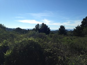 wildcat canyon trail 030